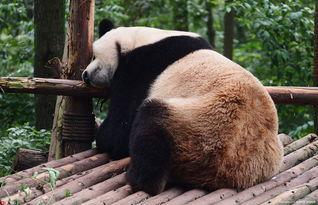 成都网红熊猫抱腿